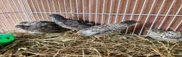 Quail poultry for sale: Chinese Painted Button Quail Groups  - Advert 4