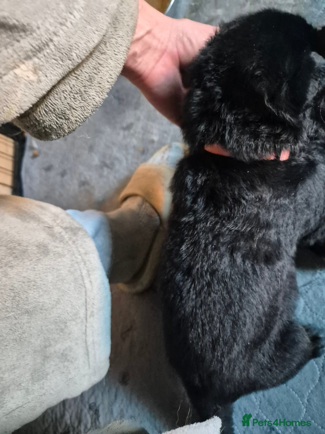 German Shepherd dogs for sale: German shepherd  - Advert 19