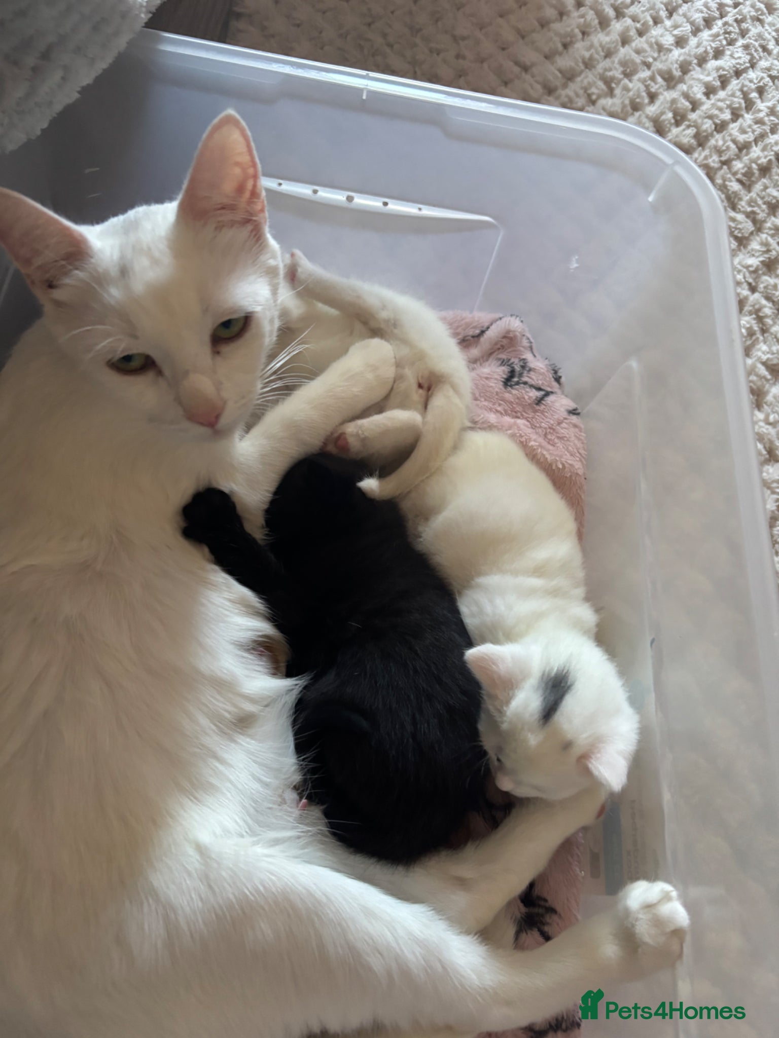 Mixed Breed cats Turkish angora mixed breed  - Advert 4