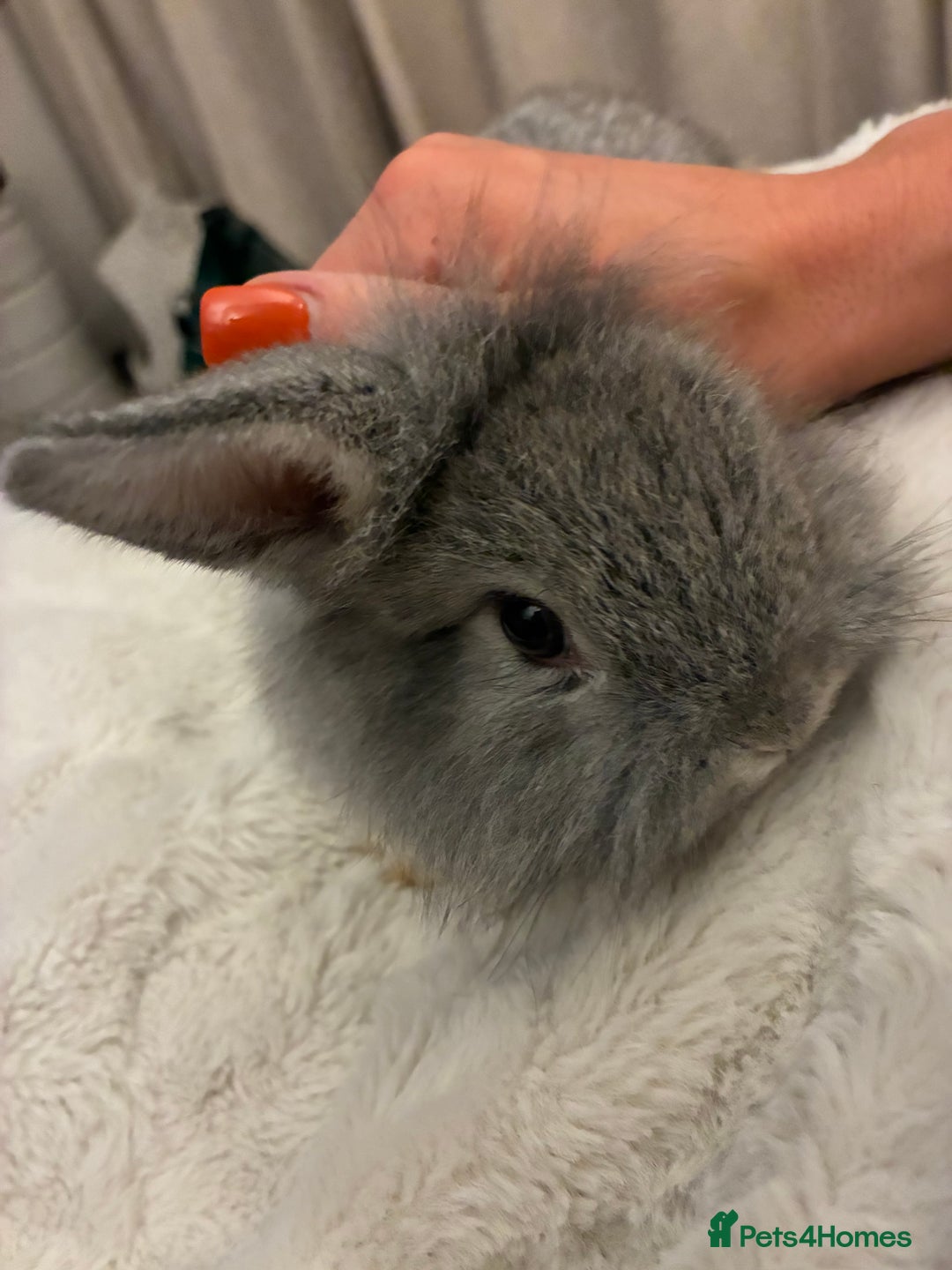 Mini Lion Lop rabbits for sale: Adorable, grey bunny - Image 2