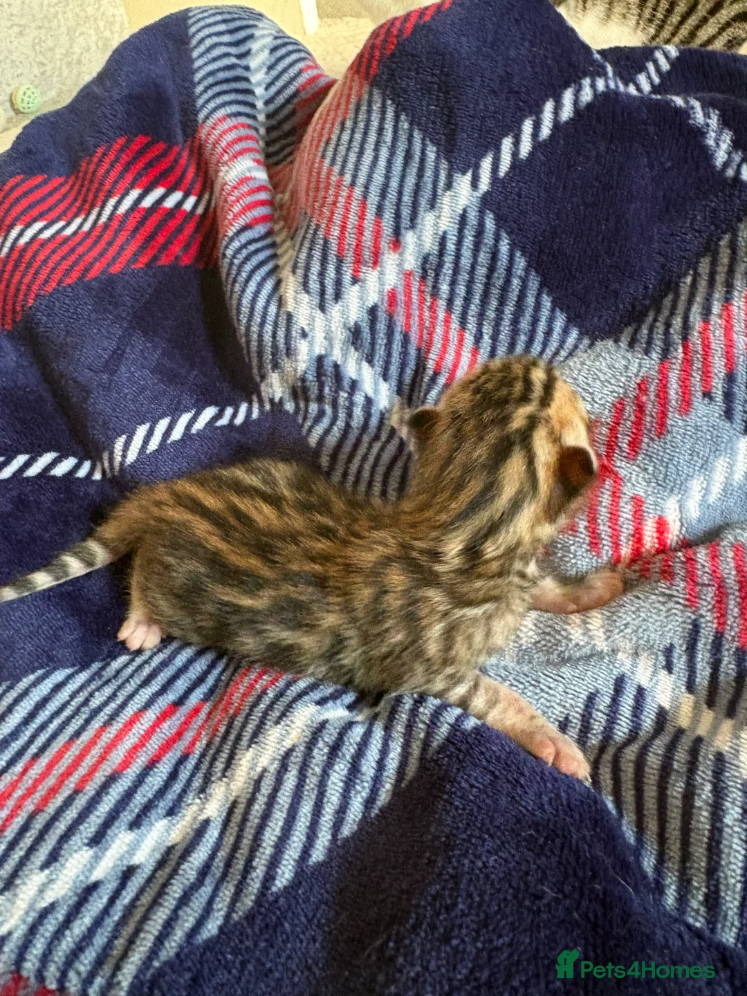 Bengal cats for sale: Pure Bengal kittens  in Oswestry - Advert 9