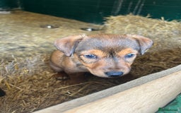 Jack Russell dogs for sale: Jack Russell pups for sale - Image 16