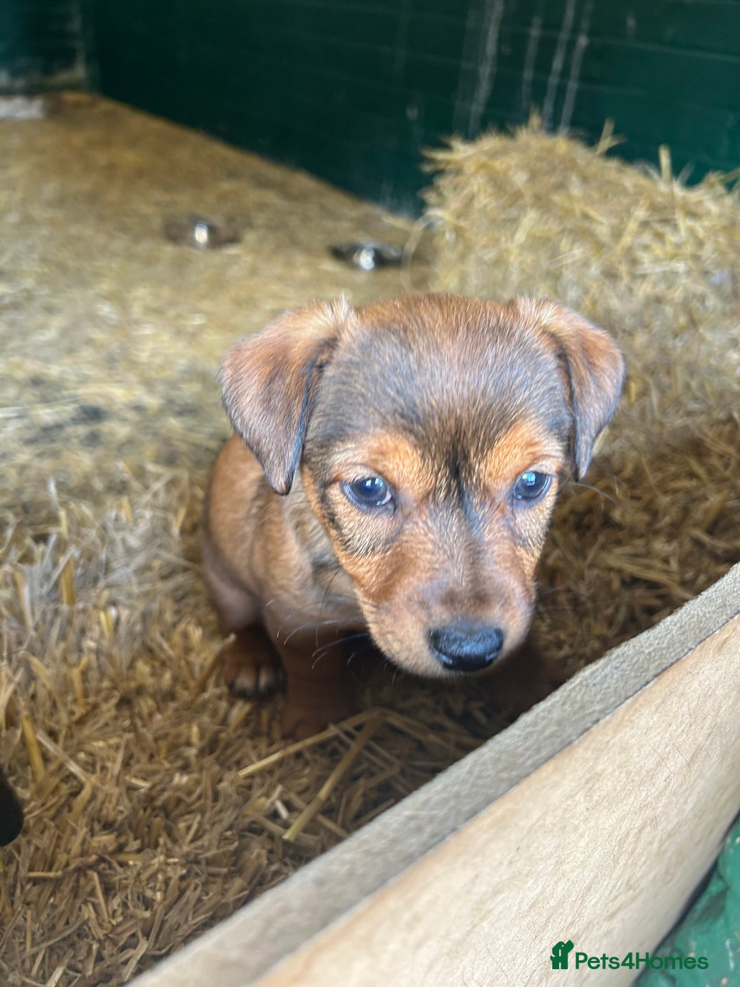 Jack Russell dogs for sale: Jack Russell pups for sale - Image 16