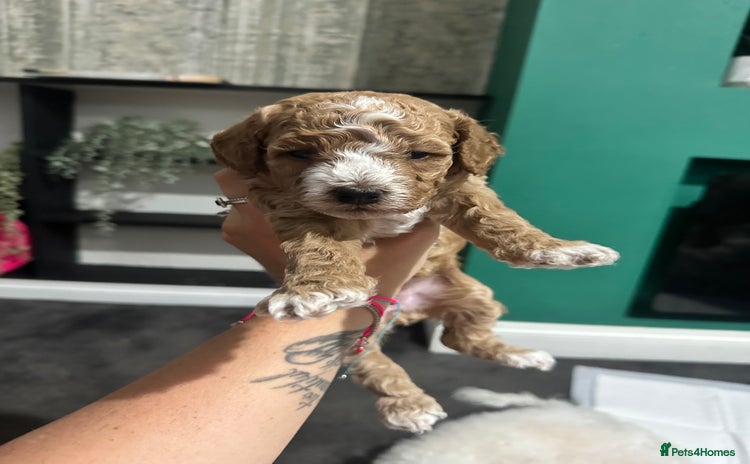 Poochon dogs - Advert 1