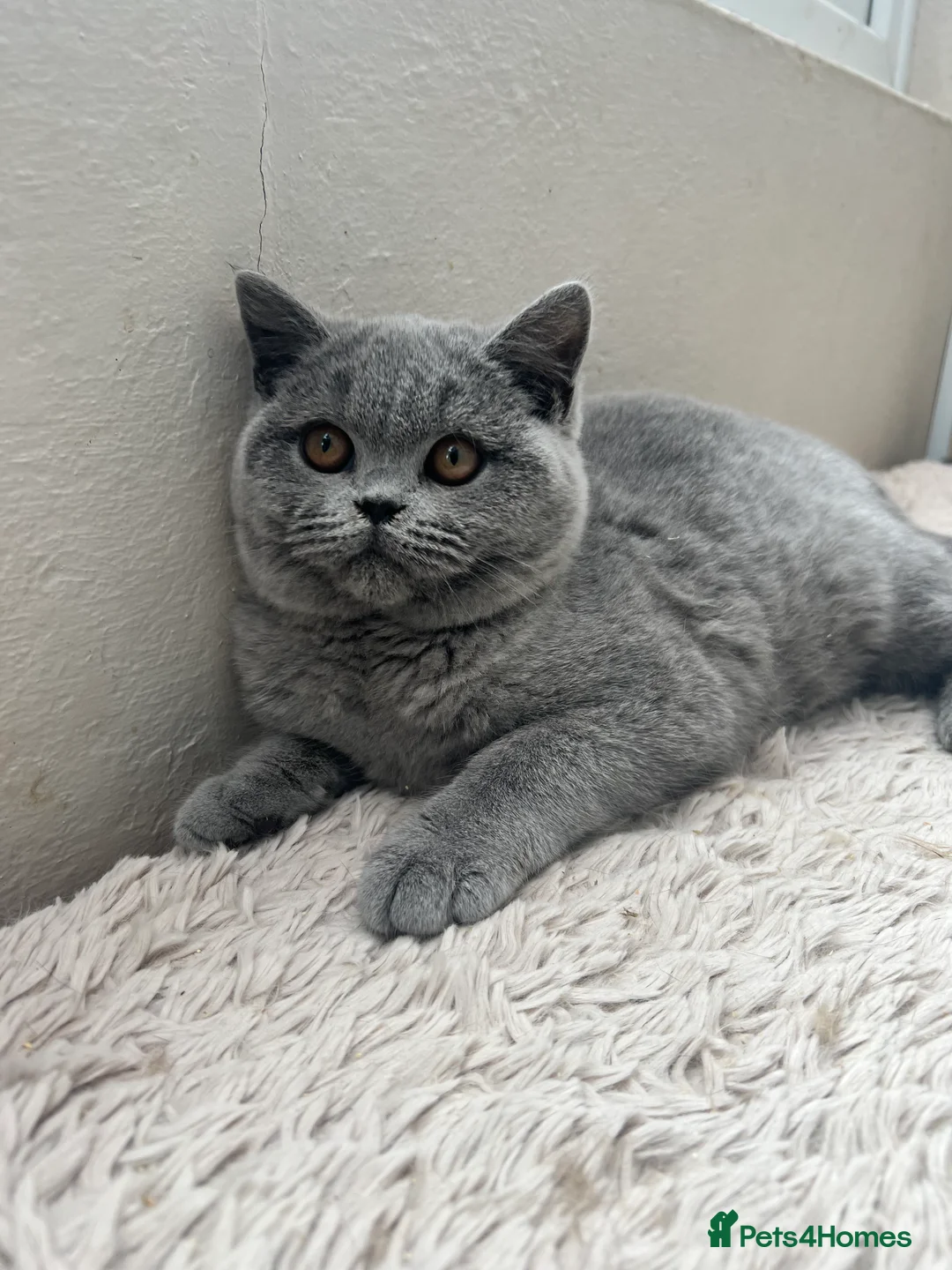 British Shorthair cats for sale: Beautiful Pedigree GCCF Registered – Ready Now! - Advert 12