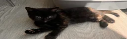 British Shorthair cats for sale: Female Kitten  in Darwen - Advert 5