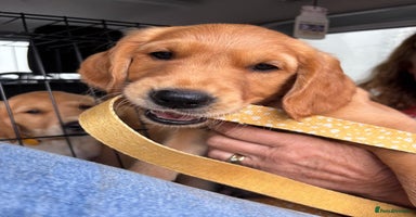 Golden Retriever dogs - Advert 9