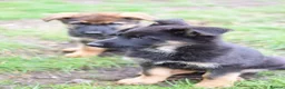 German Shepherd dogs for sale: Shorthaired German Shepherd  - Advert 11
