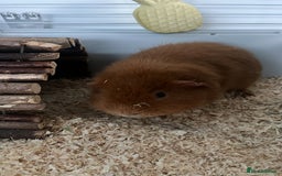 Guinea Pig rodents for sale: 2 Male Guinea Pigs - Advert 6