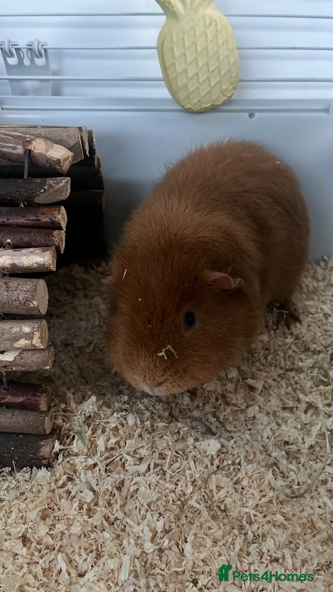 Guinea Pig rodents for sale: 2 Male Guinea Pigs - Advert 6