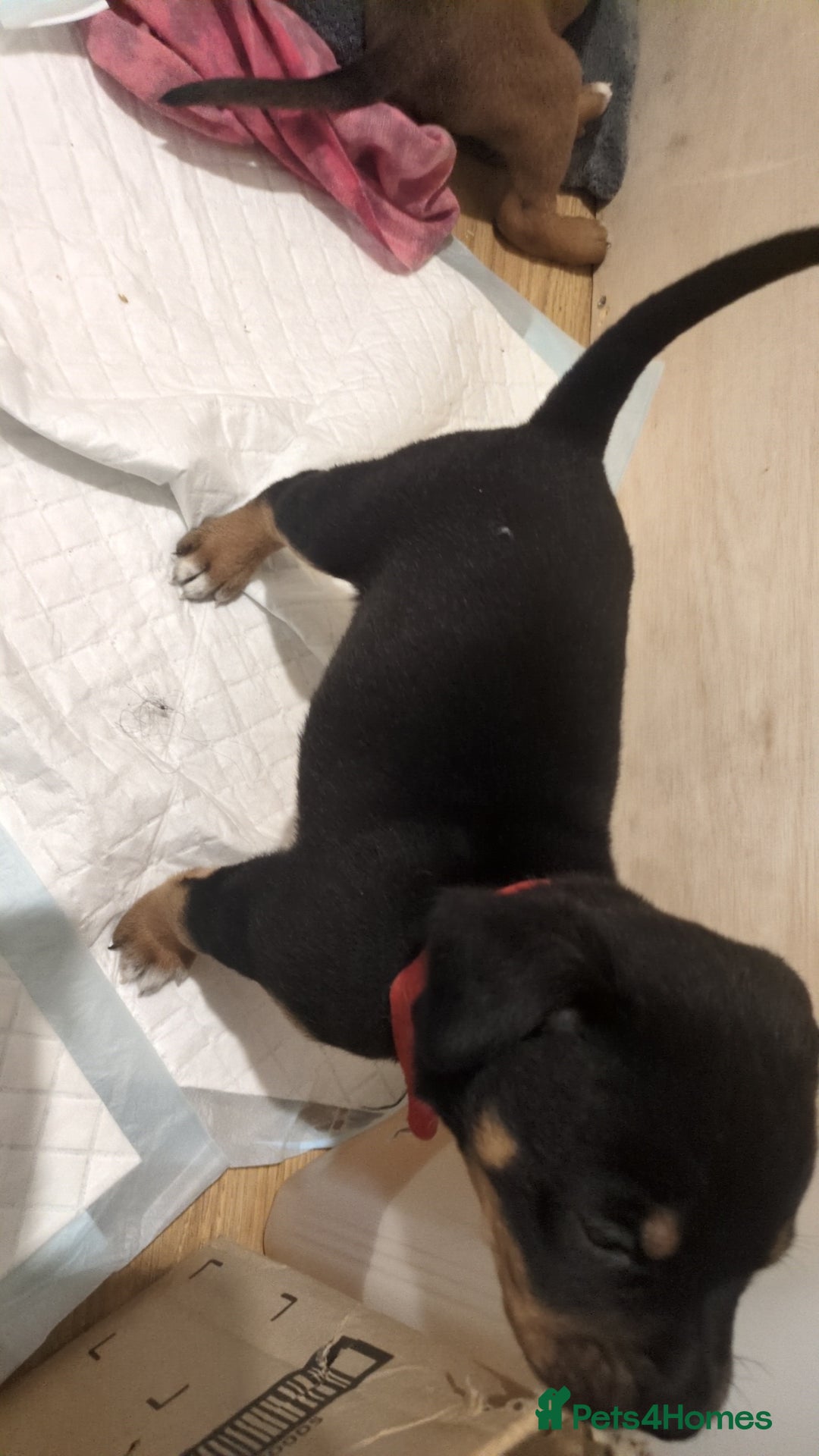 Mixed Breed dogs for sale: Puppies for sale  - Advert 5