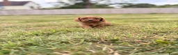 Cavapoo dogs for sale: Beautiful Cavapoo Litter of five for sale.  - Advert 9