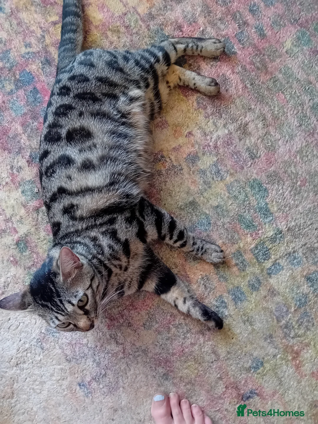 Mixed Breed cats for sale: 🐾 Four Gorgeous Bengal Cross Male Kittens 🐾 - Advert 2