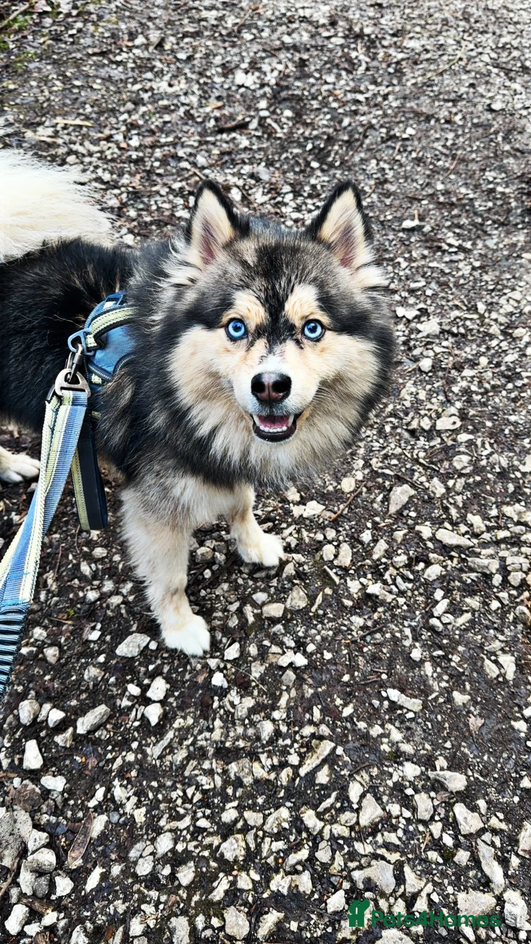 Pomsky dogs for stud: 🔥 Zorro – Proven Pomsky Stud | £850 🔥 - Advert 1