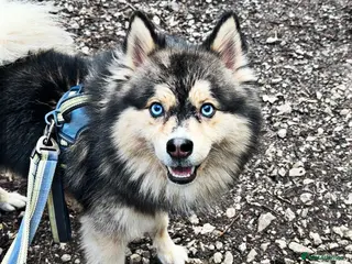 Pomsky dogs 🔥 Zorro – Proven Pomsky Stud | £850 🔥 - Advert 1