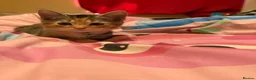 Mixed Breed cats for sale: 😽 2 gorgeous kittens for sale 😽 - Advert 9