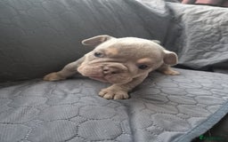 English Bulldog dogs for sale: Beautiful English Bull Dogs KC reg - Image 19