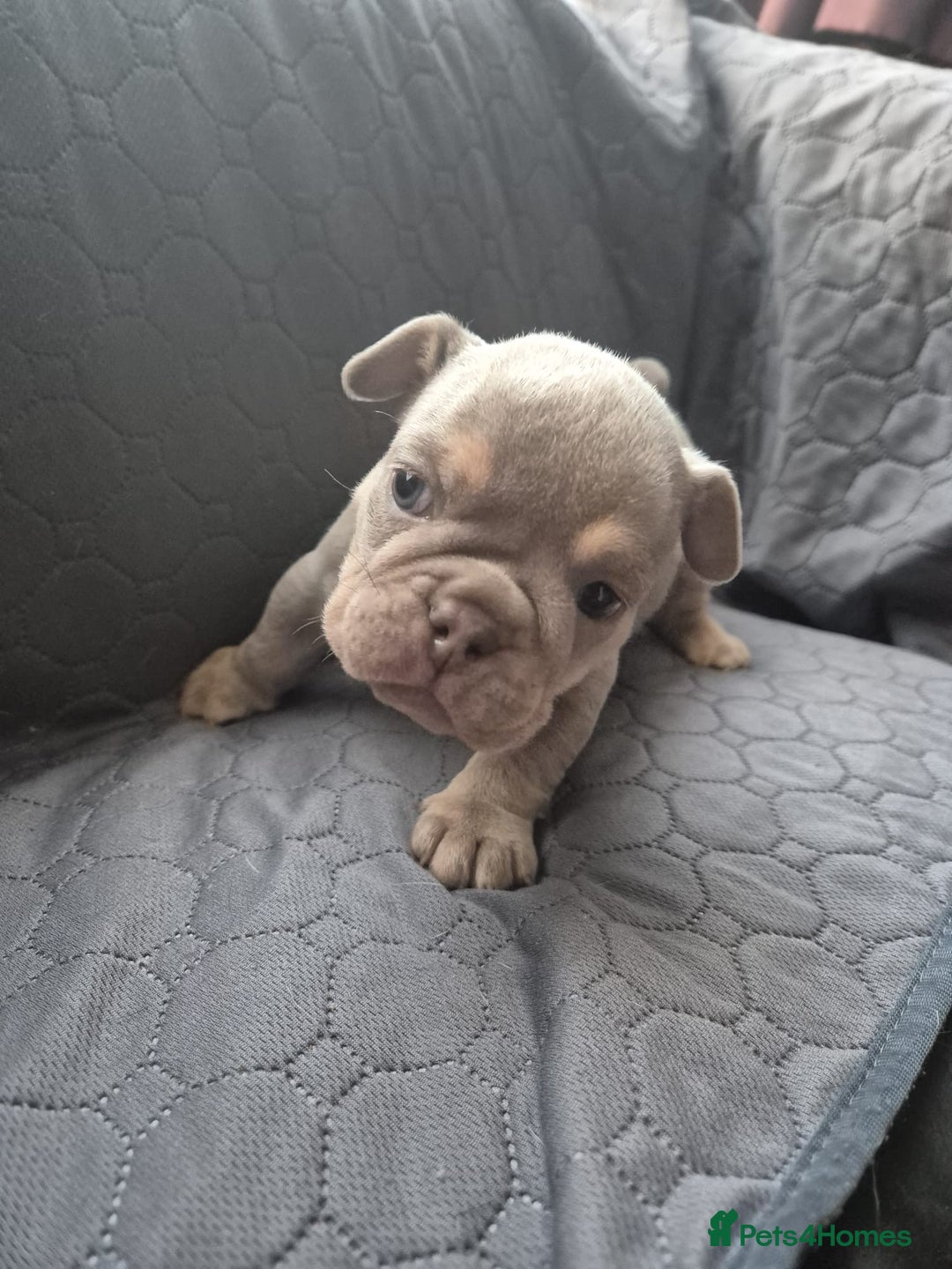 English Bulldog dogs for sale: Beautiful English Bull Dogs KC reg - Image 19