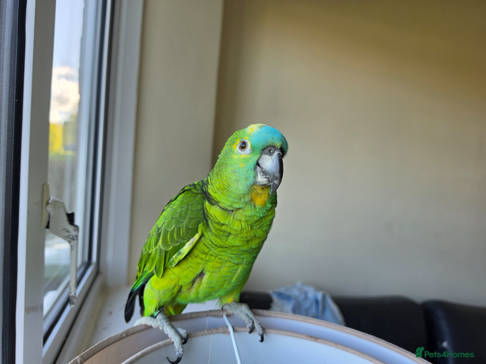 Parrots birds Blue fronted amazon parrot (male) £250  - Advert 1
