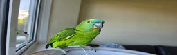 Parrots birds for sale: Blue fronted amazon parrot (male) £250  - Advert 1