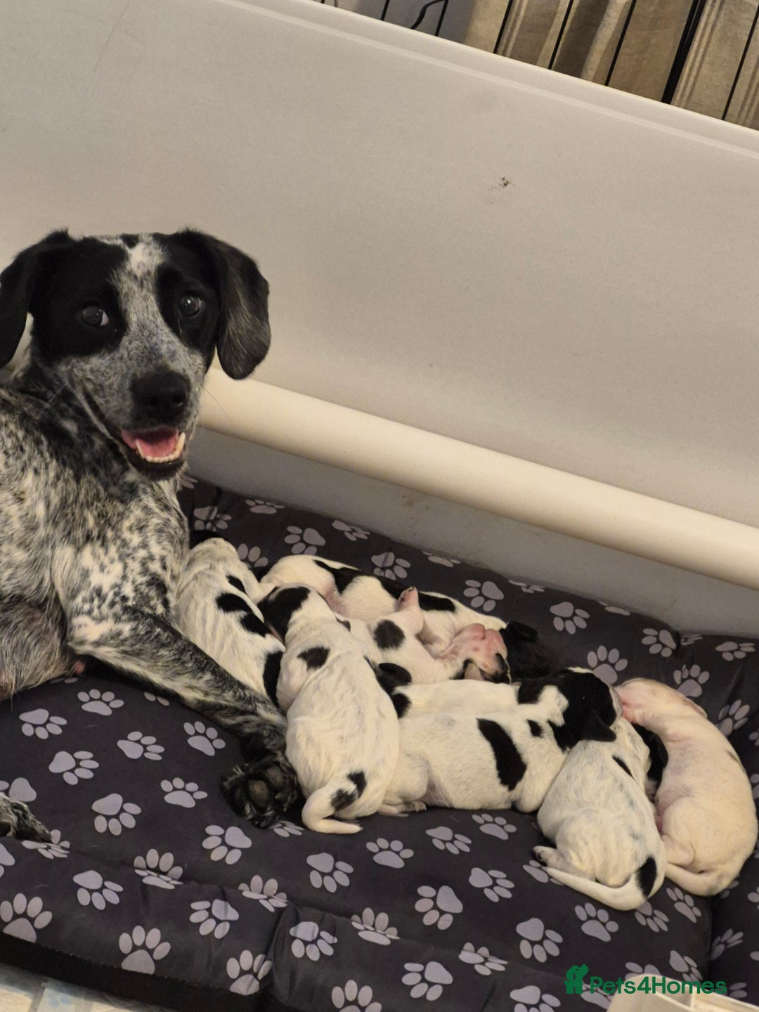 Mixed Breed dogs for sale: Cocker spaniel cross terrier mix  - Image 4