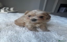 Maltipoo dogs for sale: Beautiful F1 Maltipoo puppies - Image 2