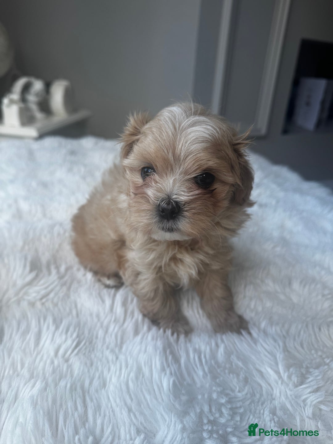 Maltipoo dogs for sale: Beautiful F1 Maltipoo puppies - Image 2