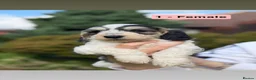Cockapoo dogs for sale: Beautiful F2 Cockapoo Puppies | 2 Boys & 1 Girl - Advert 2