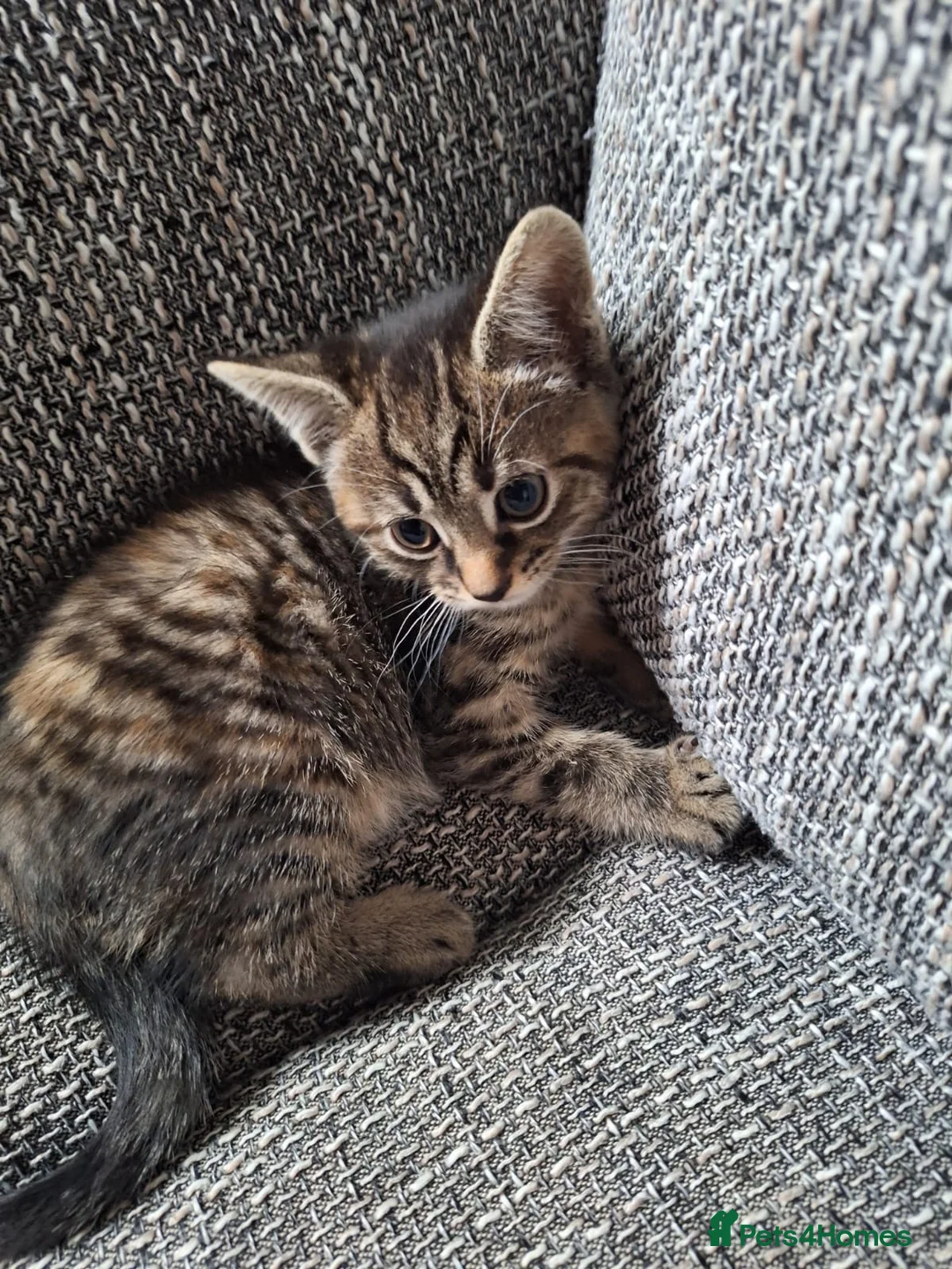 Mixed Breed cats for sale: Adorable kittens ready for their new home - Advert 6