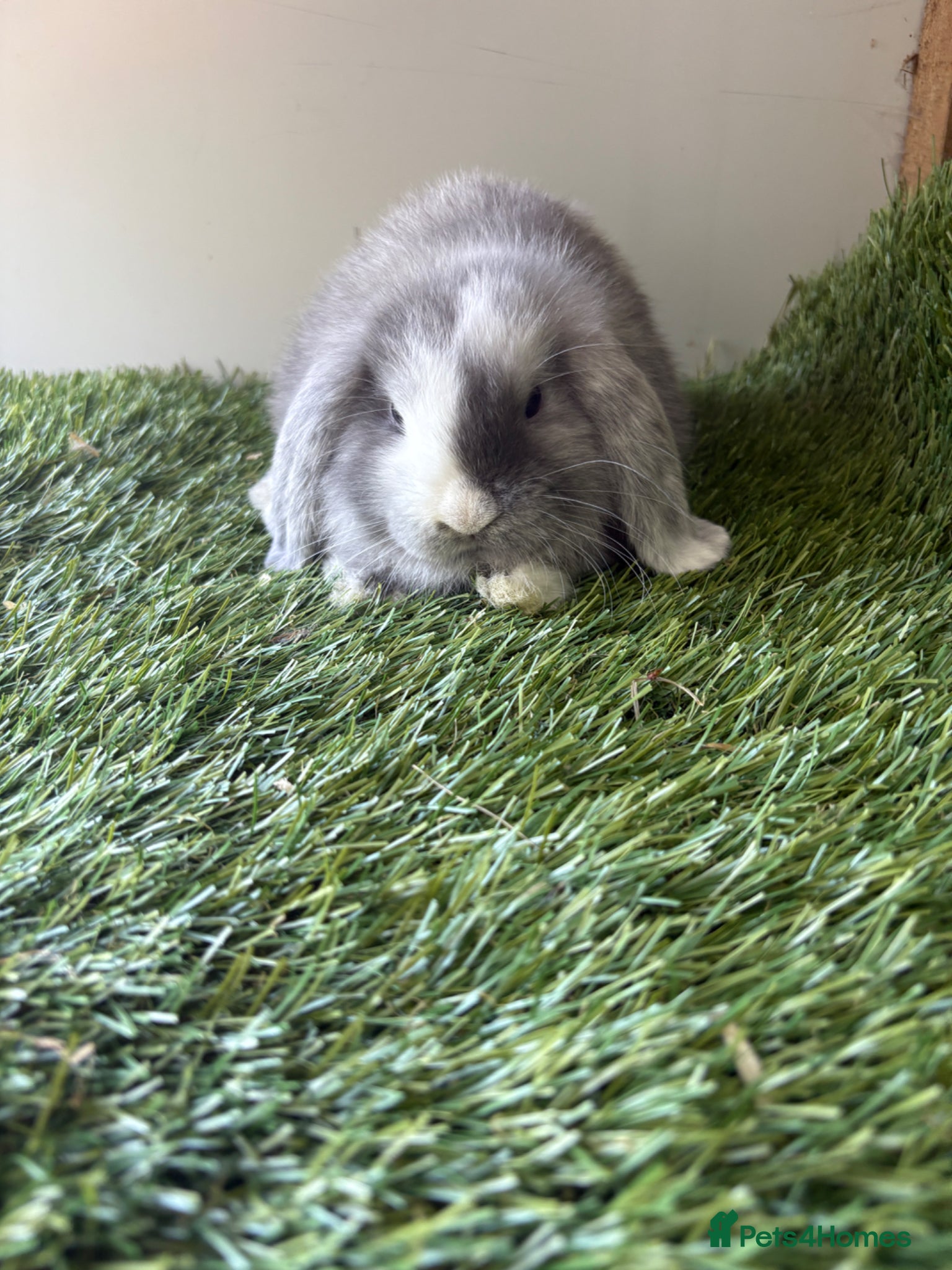 Mini Lop rabbits Mini lop baby rabbits  - Advert 2