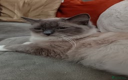 Mixed Breed cats for sale: Maine-coon / Ragdoll Kittens  - Image 13