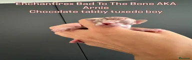 Enchantirex Bad to the Bone