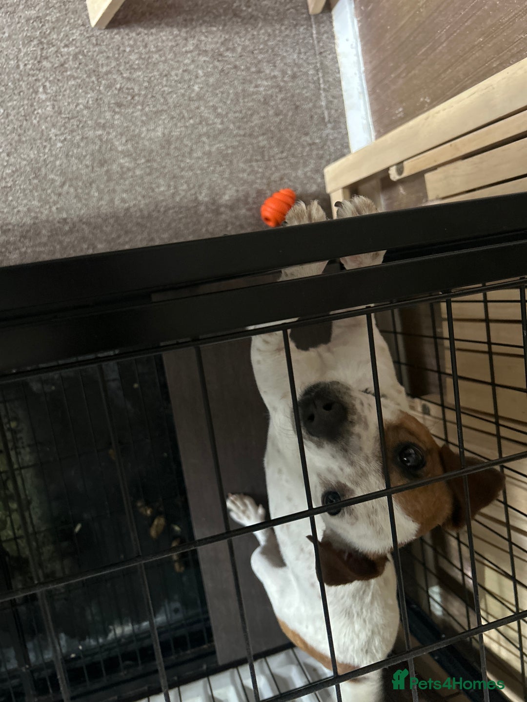 Jack Russell dogs for sale: rusyi - Image 2