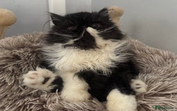 Persian cats for sale: 2 Gorgeous persian kittens - Image 6