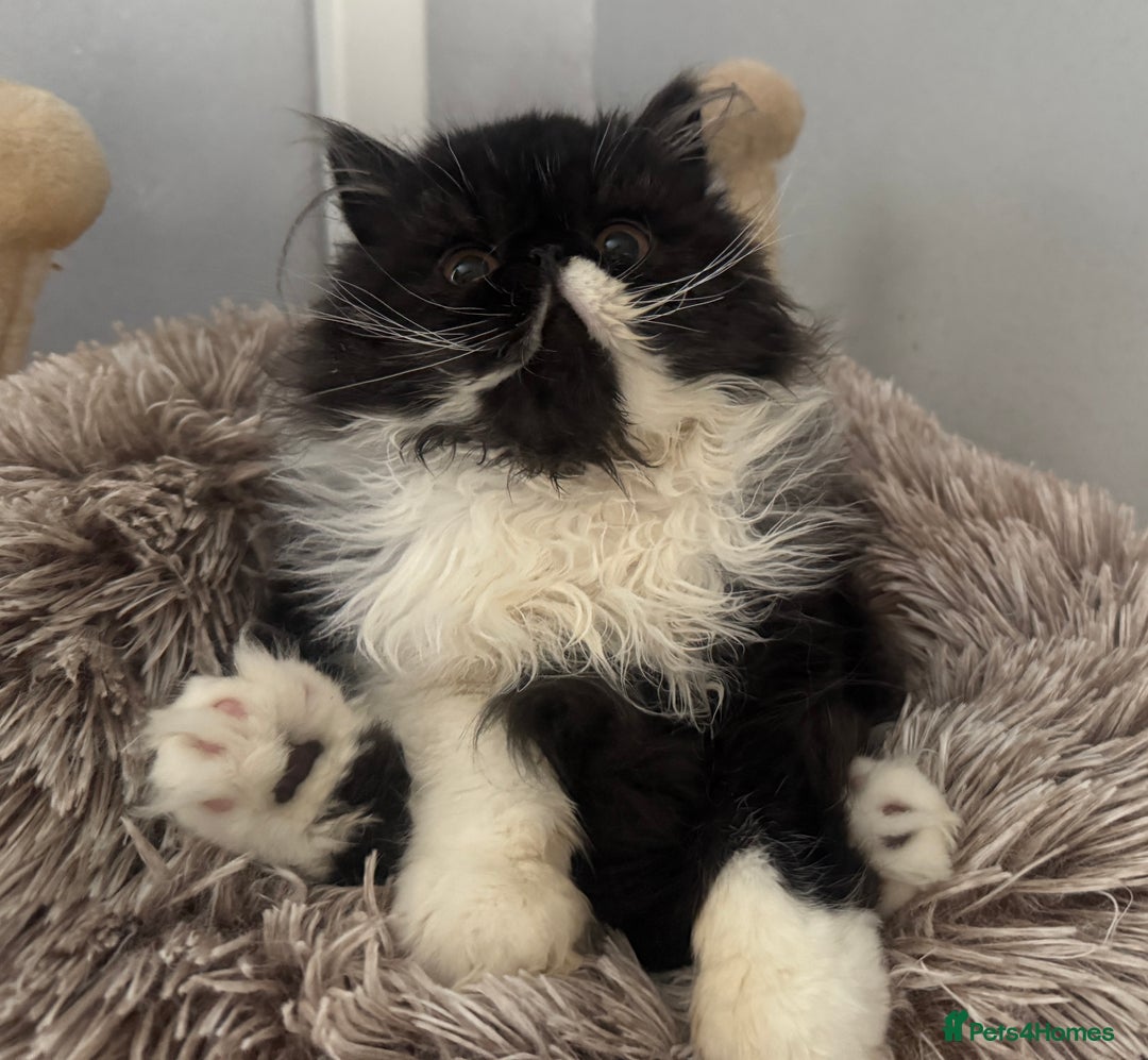 Persian cats for sale: 2 Gorgeous persian kittens - Image 6