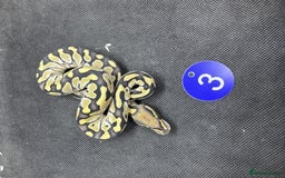 Python Snake reptiles for sale: Royal pythons from £60 - Image 3
