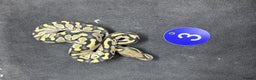 Python Snake reptiles for sale: Royal pythons from £60 - Advert 4