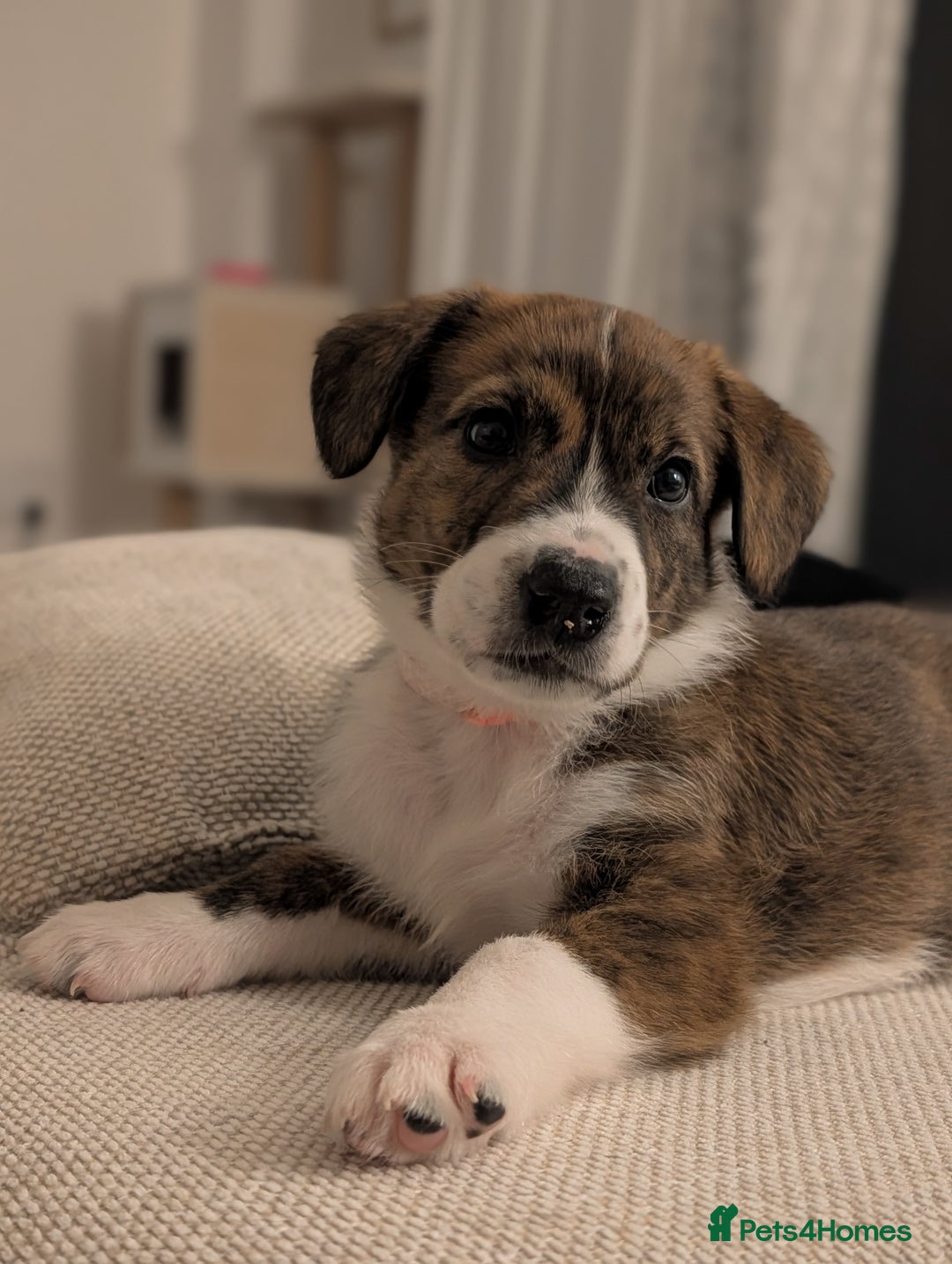 Mixed Breed dogs for sale: Beautiful Springador x Greyhound Puppy - Advert 1