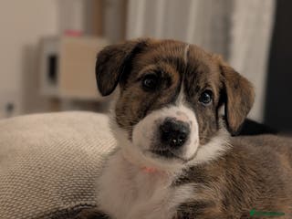 Mixed Breed dogs Beautiful Springador x Greyhound Puppy - Advert 1