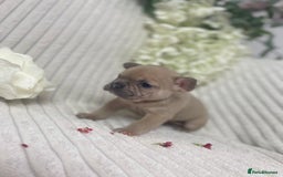 French Bulldog dogs for sale: Brindle & Fawn French Bulldog Puppies - Image 7