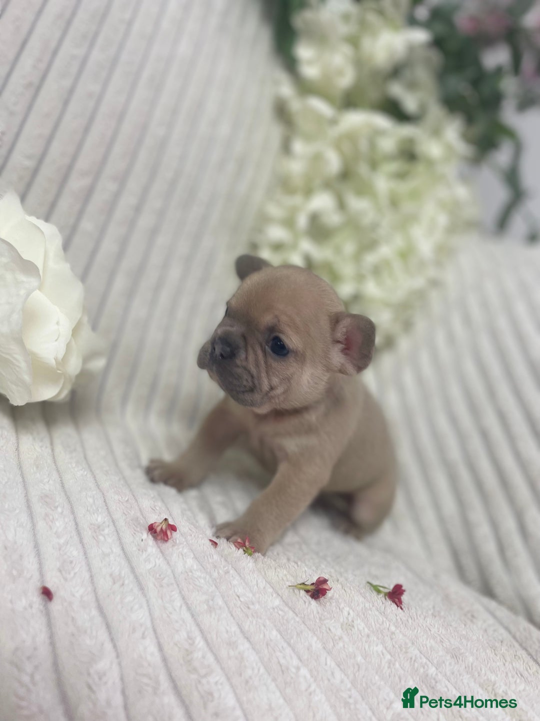 French Bulldog dogs for sale: Brindle & Fawn French Bulldog Puppies - Image 7