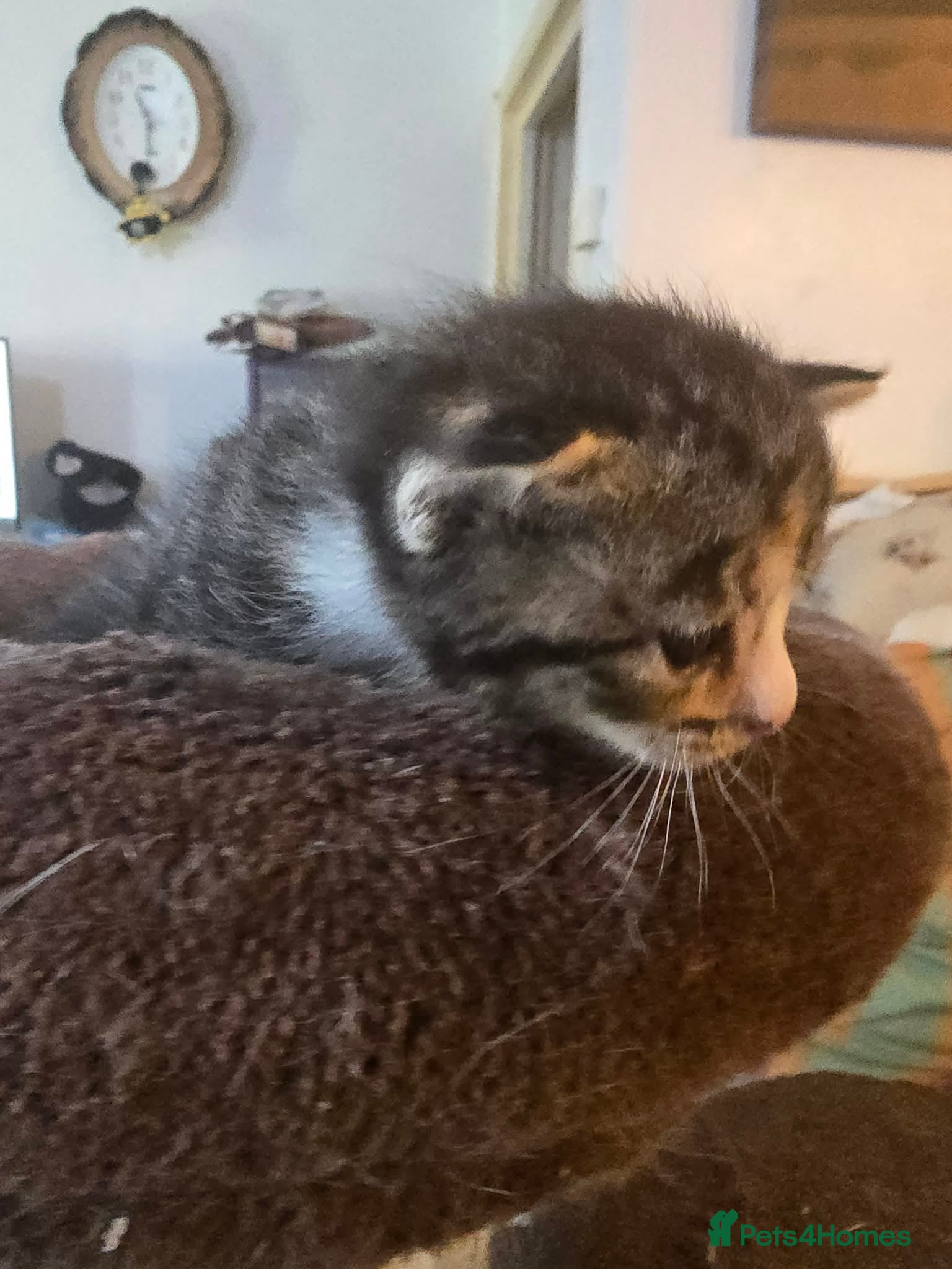 Maine Coon Kitten 4