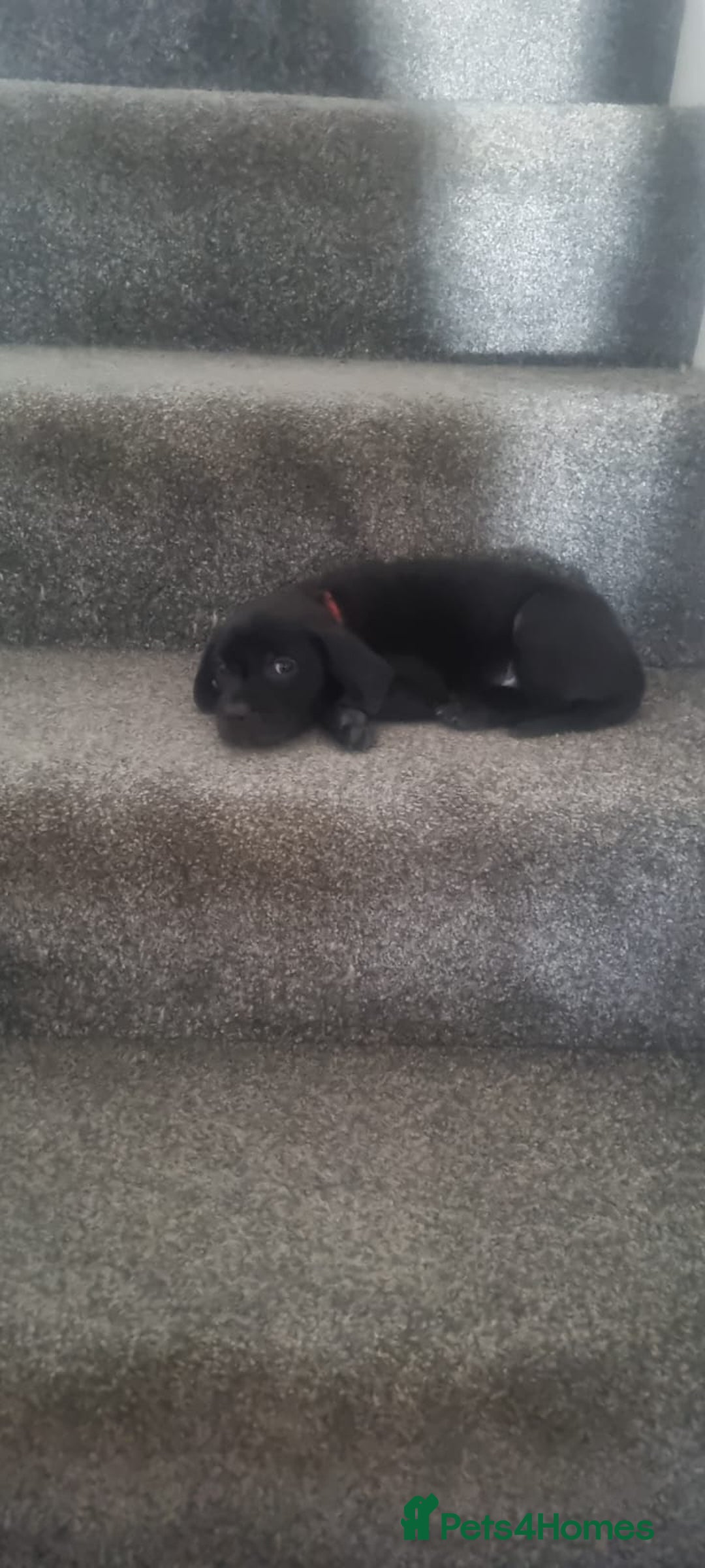 Mixed Breed dogs for sale: Gorgeous Black Poogledoodles Kid-Friendly Beauties - Image 8