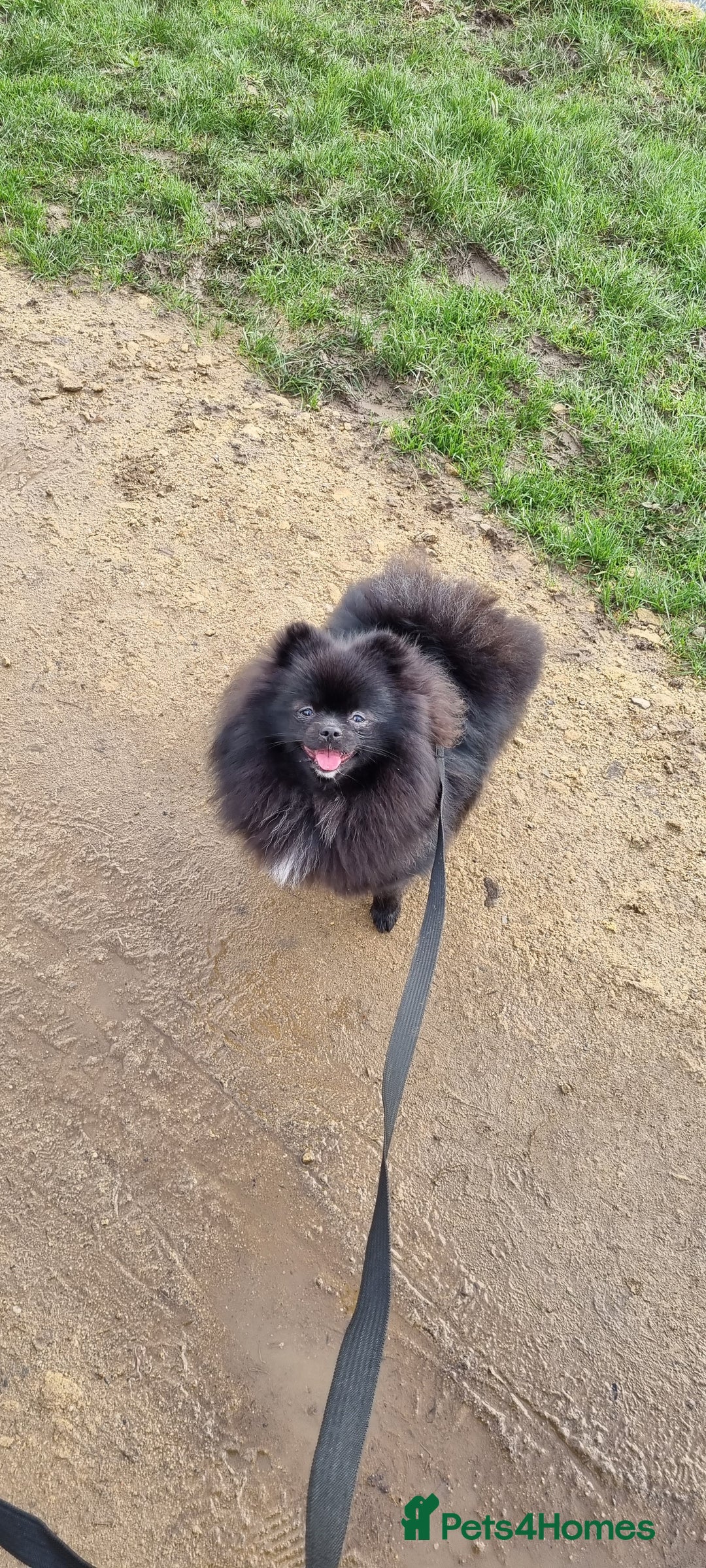 Pomeranian dogs for sale: 2 pomeranian bitches for sale - Image 16