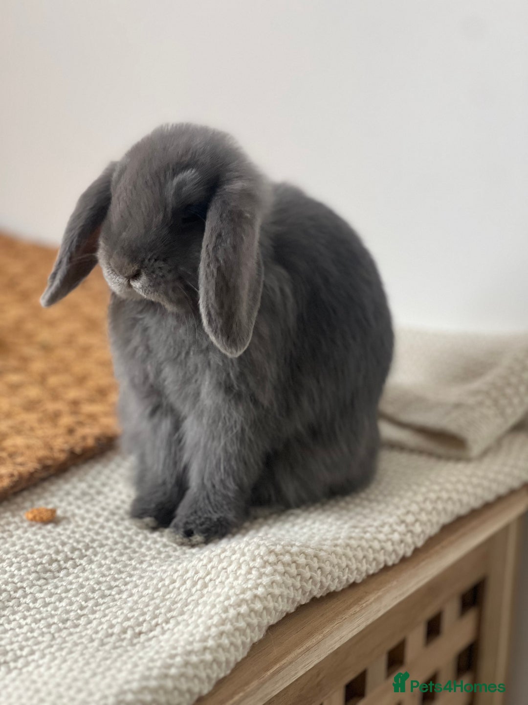 Mini Lop rabbits for sale: Rehoming Two Mini Lops - Image 12