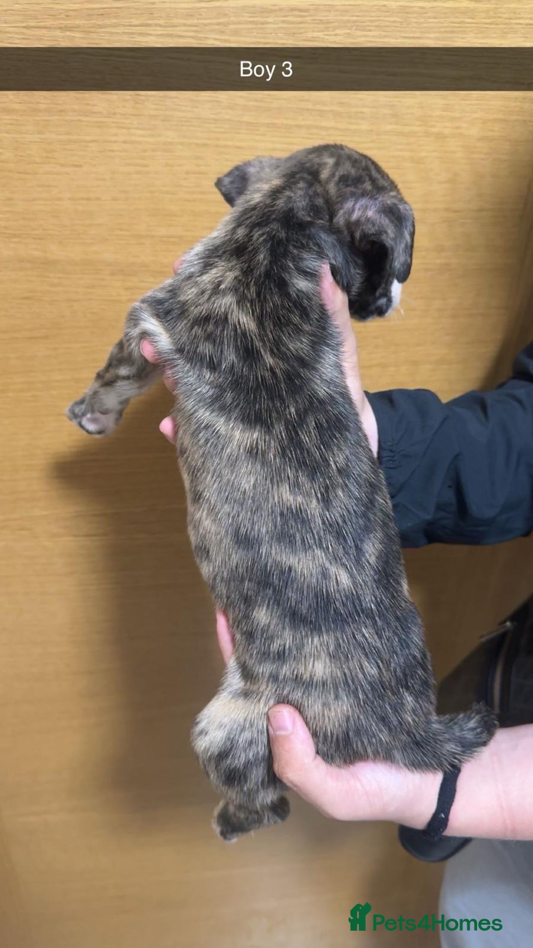 Mixed Breed dogs for sale: Puppies for sale  - Image 3