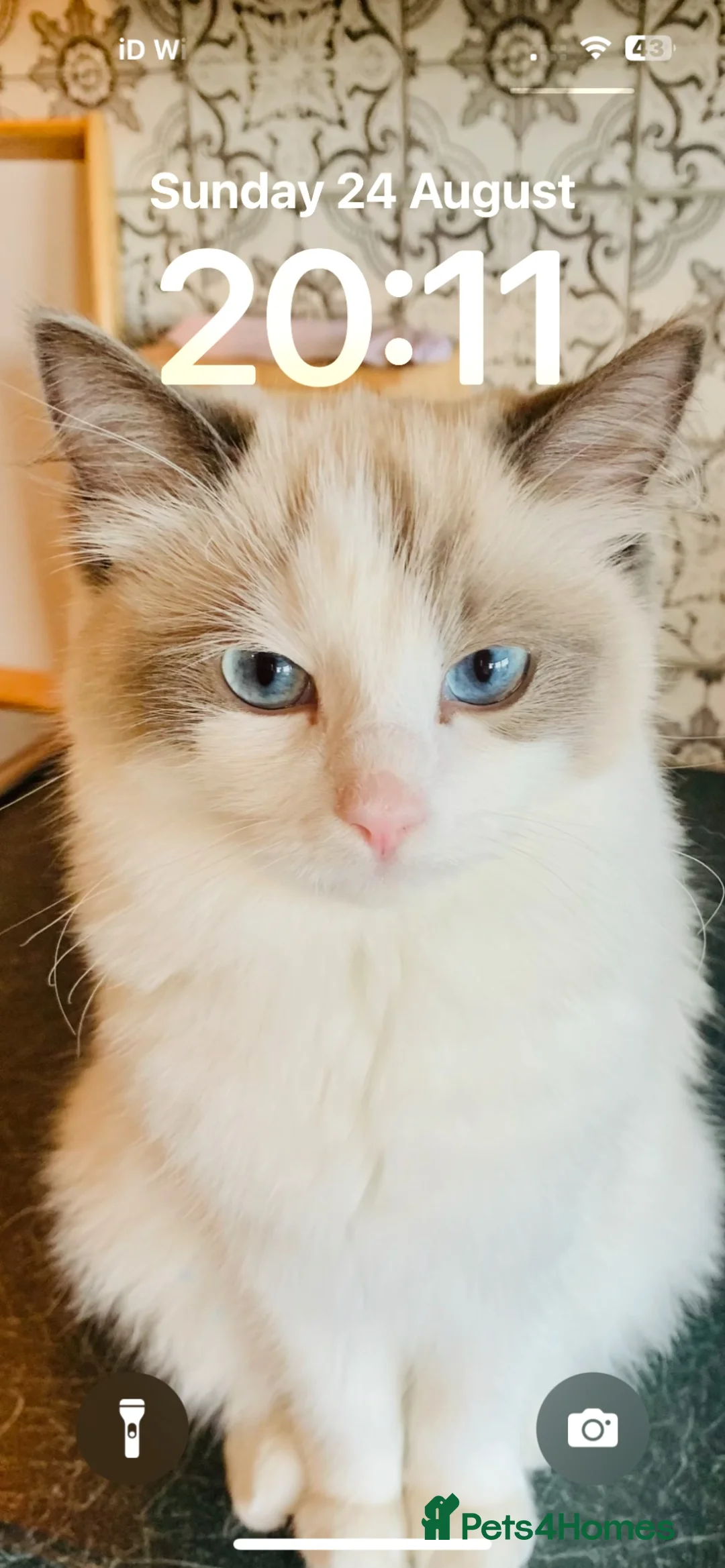 Ragamese cats for sale: Stunning Ragdoll x Thai Siamese - Advert 21