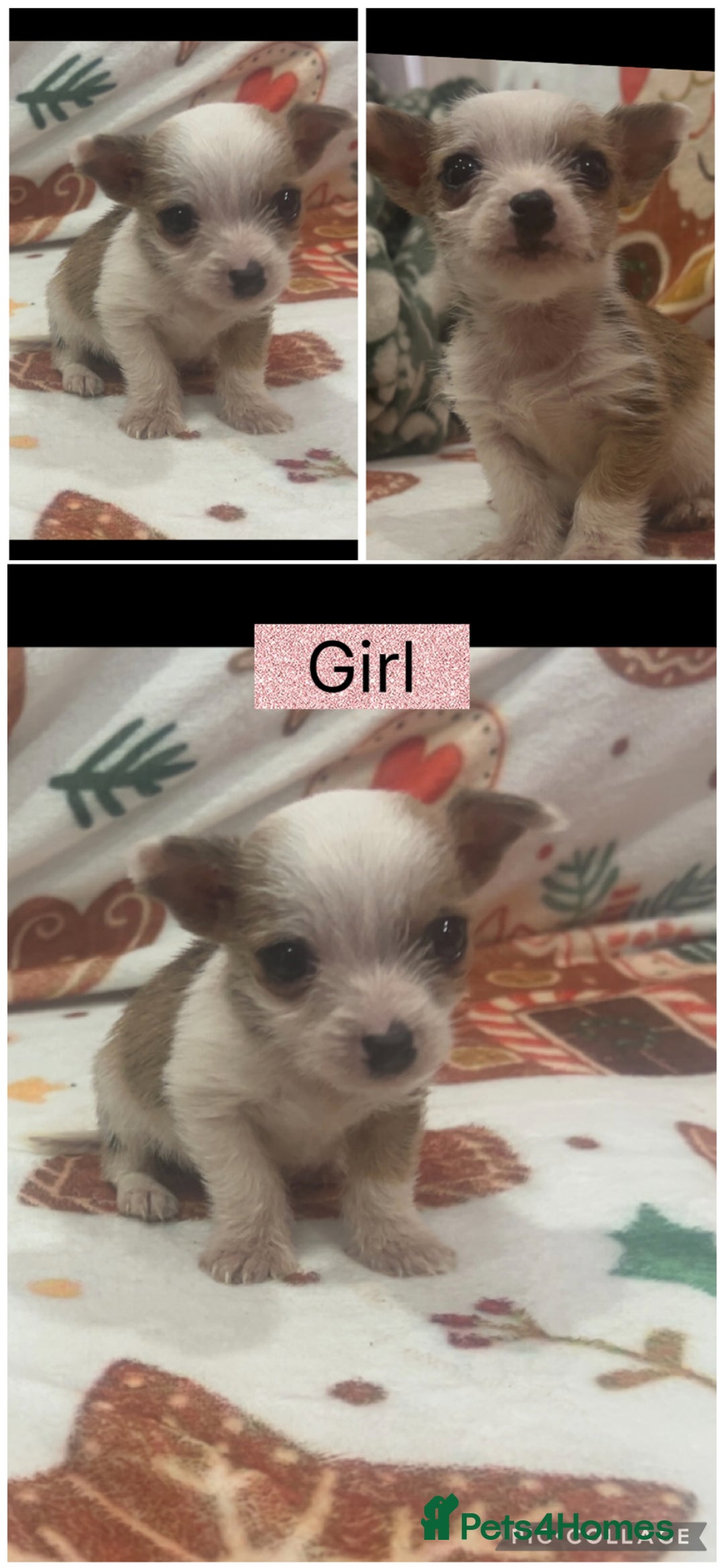 Chihuahua dogs for sale: Chihuahua puppies  - Advert 3