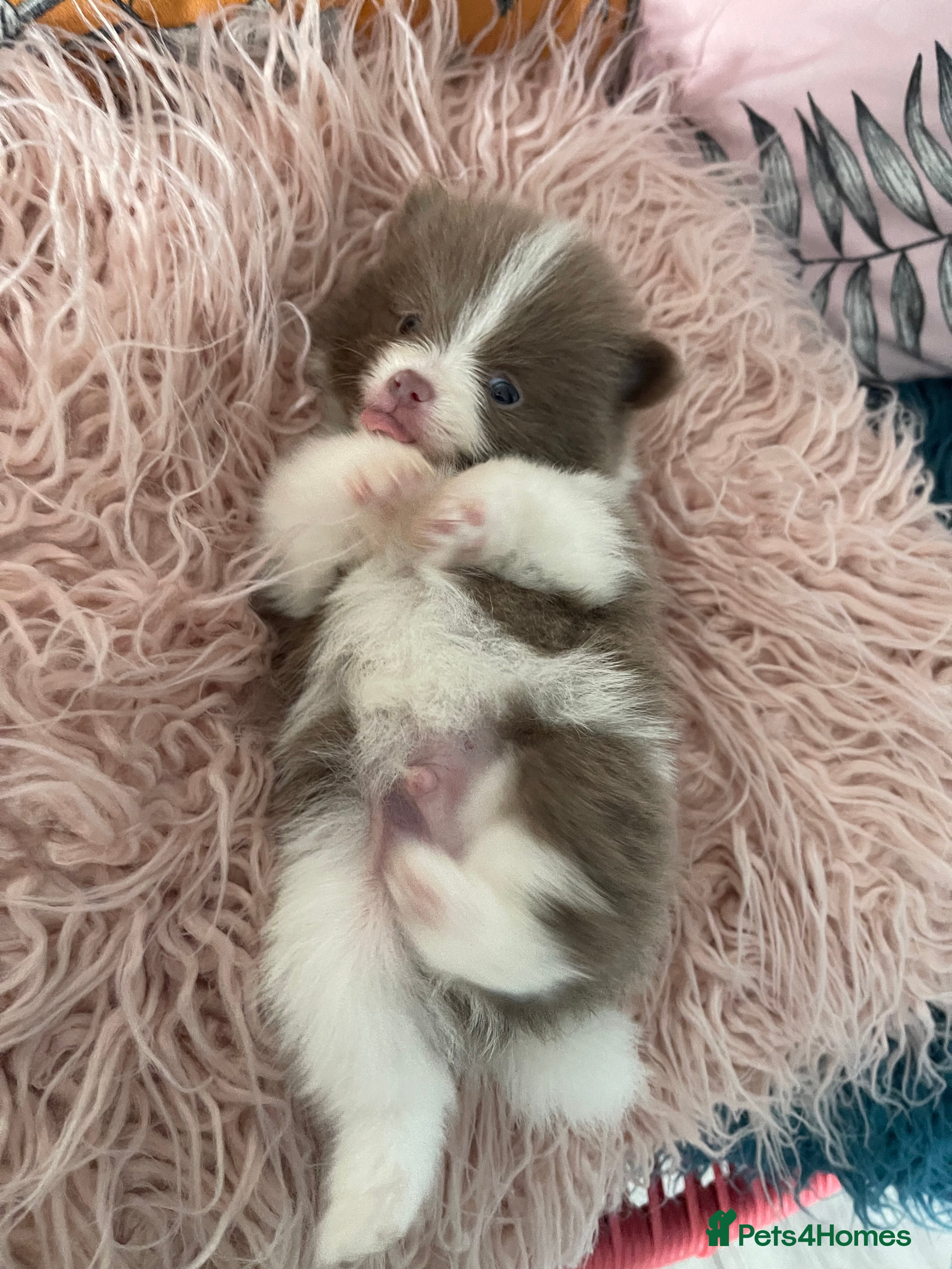 Pomeranian dogs 💜 LILAC POMERANIANS 💜 - Advert 5