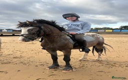 Appaloosa horses for sale: Angelic allrounder  - Image 1
